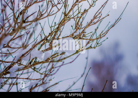 Close up of selective focus od dry pine tree branches covered with snow inside the forest in Norway Stock Photo