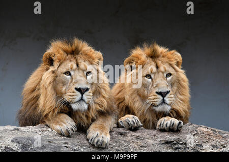 Asiatic Lions (Panthera leo persica), two males side by side, animal portrait, captive Stock Photo