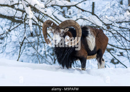 European mouflon (Ovis ammon musimon), Aries stands in the snow, captive, Saxony, Germany Stock Photo