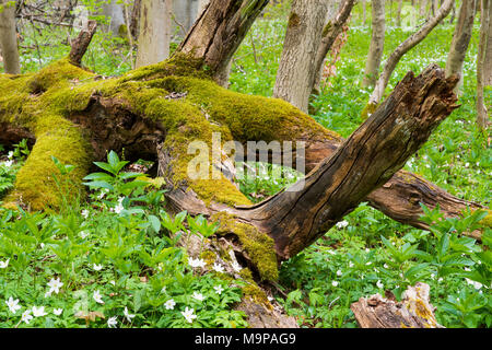 Dead moss-covered Common beech (Fagus sylvatica), deadwood, Hainich National Park, Thuringia, Germany Stock Photo