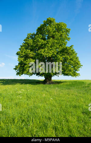 400 years old large-leaved linden (Tilia platyphyllos) in green meadow, solitary tree, Thuringia, Germany Stock Photo