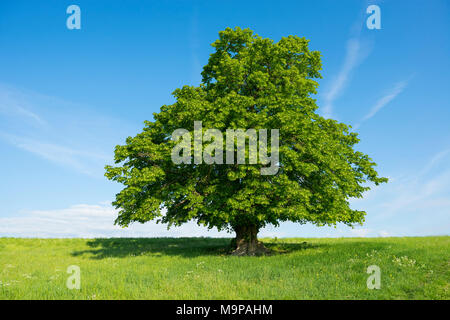 400 years old large-leaved linden (Tilia platyphyllos) in green meadow, solitary tree, Thuringia, Germany Stock Photo