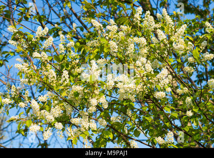 European Bird Cherry (Prunus padus), flowering, Thuringia, Germany Stock Photo
