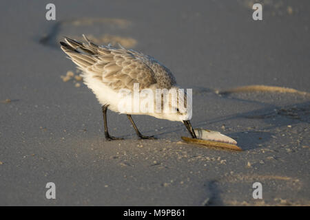 Sanderling (Calidris alba) picks on seashell, Sylt, North Frisia, Schleswig-Holstein, Germany Stock Photo