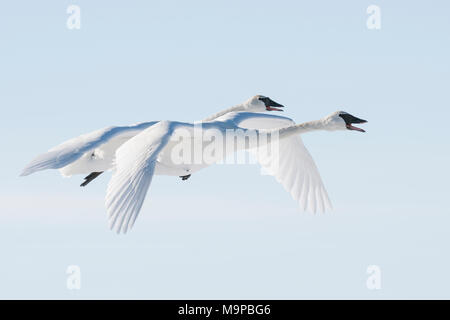 Trumpeter swans (Cygnus buccinator) flying, WI, USA, mid-February, by Dominique Braud/Dembinsky Photo Assoc, Stock Photo