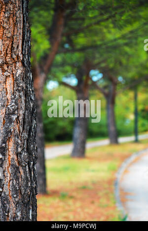 Park tree and defocused blur background, abstract summer and nature  backdrop Stock Photo - Alamy