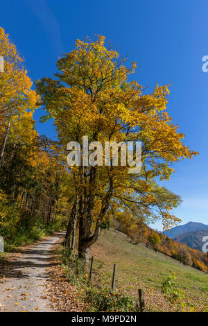 Forest trail through autumnal forest, Kaumberg, Lower Austria, Austria Stock Photo