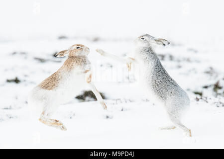 Mountain hares (Lepus timidus) boxing in the snow, behavior. hierarchy, winter coat, Cairngroms National Park, Highlands Stock Photo