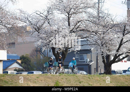 Toyokawa, Aichi, Japan. 27th Mar, 2018. Students are seen riding .bicycle on the river side along with the cherry blossoms in Toyokawa.The Cherry blossom also known as Sakura in Japan normally peaks in March or early April in spring. The Sakura is the National flower of Japan. Credit: Takahiro Yoshida/SOPA Images/ZUMA Wire/Alamy Live News Stock Photo