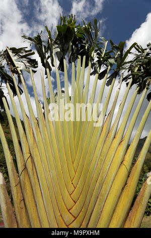 Traveller's palm (Ravenala madagascariensis), Moorea, Society Islands, Windward Islands, French Polynesia Stock Photo