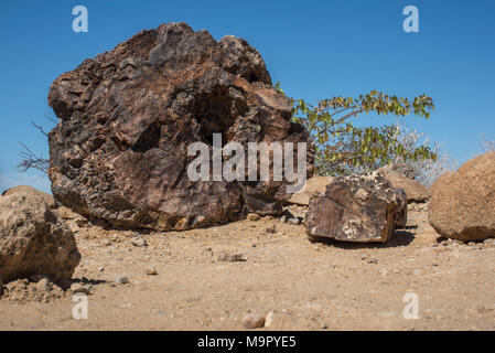 Petrified tree trunk, Petrified Forest National Monument, Kunene Region, Namibia Stock Photo