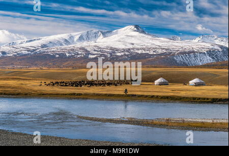 Flock of sheep with yurts and shepherd on the banks of Khoton Lake, snow-covered mountains in the back, Mongolia Stock Photo