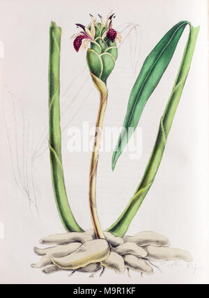 Ginger plant (Zingiber officinale), from Plantae Utiliores or Illustrations of useful plants, hand-colored print by Mary Ann Stock Photo
