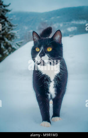Close up of gorgeous black cat walking in the snow traditional Norwegian mountain wooden houses, door with snow in stunning nature in Norway Stock Photo
