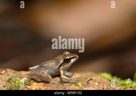 Boulenger's Madagascar Frog (Gephyromantis boulengeri), Andasibe National Park, Madagascar Stock Photo