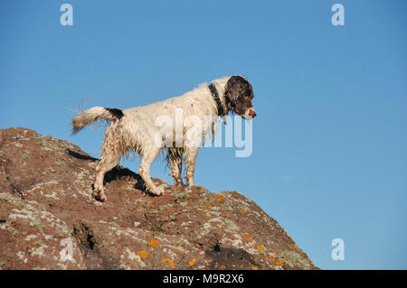 A springer spaniel dog standing on coastal rocks.
