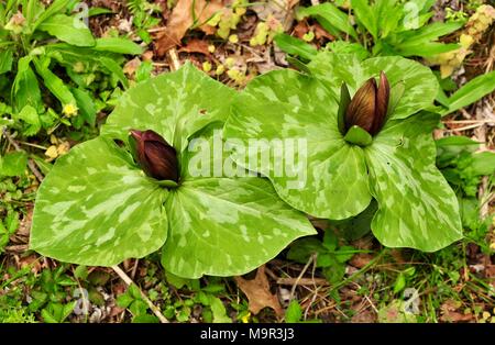 Purple red flowers and spotted green leaves of a toadshade trillium in a forest Stock Photo