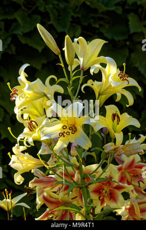 Lily (Latin Lílium) - genus of plants in the family Liliaceae. Perennial herbs, garden flowers, photo, American hybrid, Stock Photo
