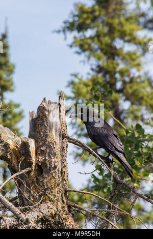 Common Raven (Corvus corax) in Northwest Territories NWT of Canada Stock Photo