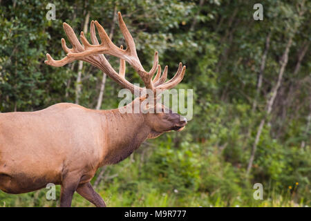 Wild Antlered bull Elk or Wapiti (Cervus canadensis) grazing, crossing the road in Banff National Park Alberta Canada Stock Photo