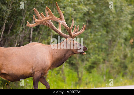 Wild Antlered bull Elk or Wapiti (Cervus canadensis) grazing, crossing the road in Banff National Park Alberta Canada Stock Photo