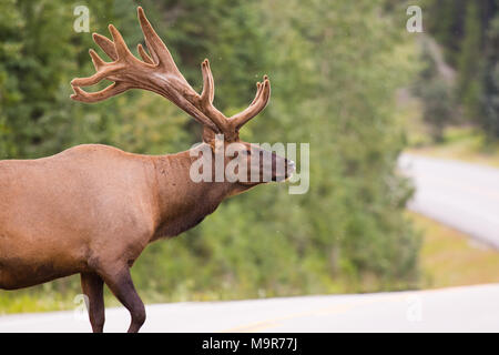 Wild Antlered bull Elk or Wapiti (Cervus canadensis) grazing, crossing the road in Banff National Park Alberta Canada Stock Photo