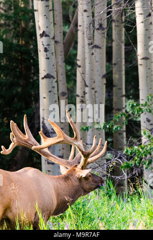 Antlered bull elk during rutting season, grazing in the wildgrass and wildflowers. Banff National Park Alberta Canada Stock Photo