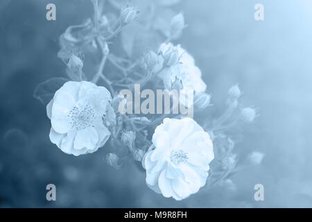 Foribunda rosees with buds blooming in garden, light blue vintage tone Stock Photo