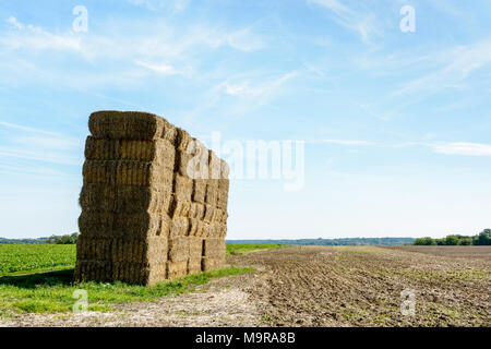 Early in the fall, after harvesting the grain, the dry stalks of wheat are gathered into bales of straw that are then stacked in the field before bein Stock Photo