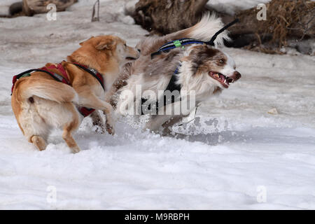 Two dogs engaged in a chasing game Stock Photo - Alamy