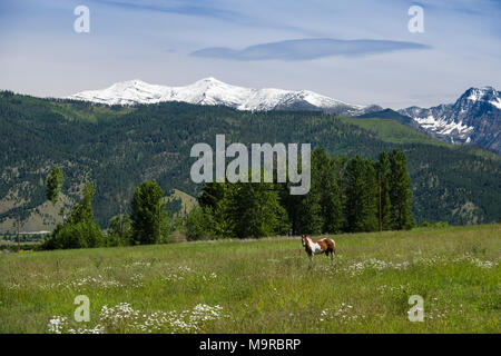 Horse grazing in a pasture in rural Montana Stock Photo