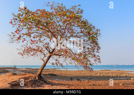 Old leaned Sea almond tree at  sea shore on skyline city background Stock Photo