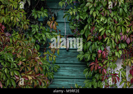 Autumn vine red and green leaves decorate stone wall and wooden door. Bush growths from clay amphora near old rural country house. Stock Photo