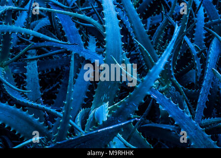 Aloe vera depicting Facebook scandal Stock Photo - Alamy