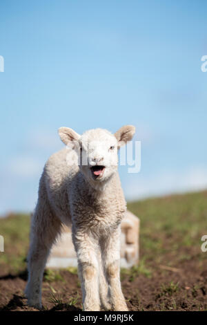 Detailed portrait close up of cute, solitary, newborn lamb stood on grassy hillside mouth open, tongue sticking out, bleating for mum. UK agriculture. Stock Photo
