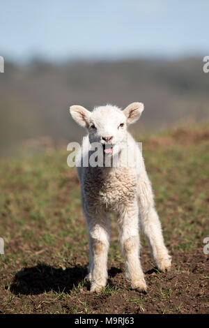 Close up of cute, solitary, newborn lamb standing on grassy hillside mouth open, tongue sticking out, bleating for mum. UK agriculture. Stock Photo