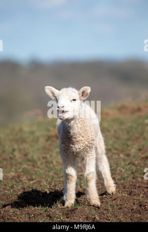 Front close up of cute, solitary, newborn lamb standing on grassy hillside mouth open, tongue sticking out, bleating for mum. UK sheep farming. Stock Photo