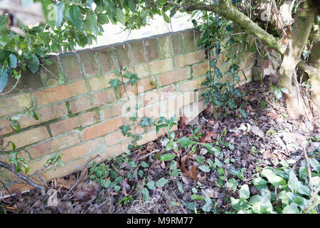 Impact damage to red brick garden wall caused by vehicle reversing, Suffolk, England, UK Stock Photo