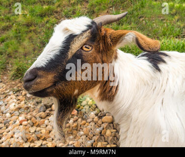 portrait of the head of a goats with horns and a beard. His head is in profile Stock Photo
