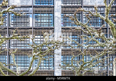 Plane-tree branches without leaves in front of the windows of an office building Stock Photo