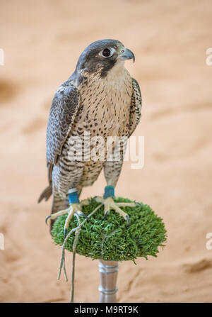 An Arabian falcon on its perch in the desert interior of the United Arab Emirates. Stock Photo