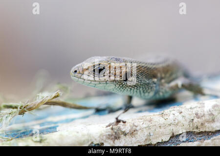 Brown lizard on the trunk of an old tree, selective focus, close up Stock Photo