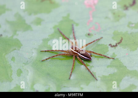 Closeup of water spider (Aranei, Argyroneta aquatica) sitting on green candock leaf, selective focus Stock Photo