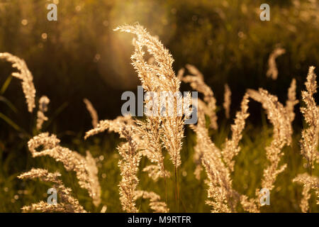 Meadow fescue grass  (Festuca ovina)  at sunset, selective focus on some branches Stock Photo