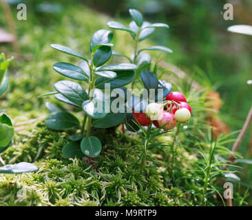 Unripe berry lingonberry (Vaccinium vitis-idaea) in the wild forest, selective focus Stock Photo