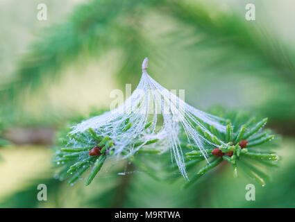 White inflorescence of dandelion with dew drops lying on spruce branches in the cob, selective focus, minimalism Stock Photo