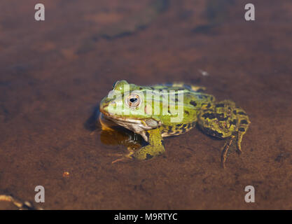 Head of green water frog (Rana lessonae) шт the water, close up, selective focus on head Stock Photo