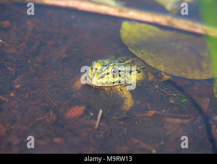 Head of green water frog (Rana lessonae) in the water, close up, selective focus on head Stock Photo