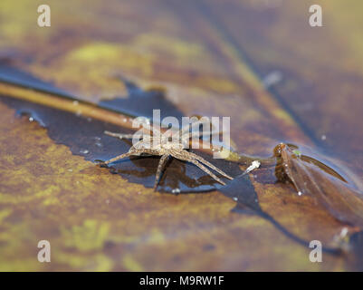 Closeup of water spider (Aranei, Argyroneta aquatica) sitting on candock leaf, selective focus Stock Photo