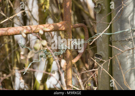Farmers gate fastened with barbed wire, Dorset UK Stock Photo